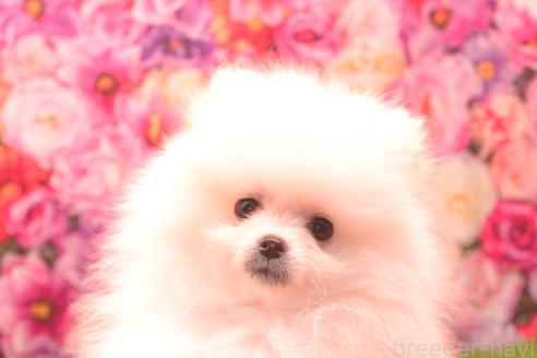 販売中の茨城県のポメラニアン-382868の4枚目