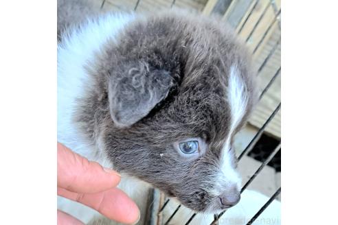 販売中の千葉県のミックス犬-388041の15枚目