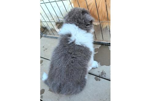 販売中の千葉県のミックス犬-388041の14枚目