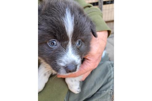 販売中の千葉県のミックス犬-388041の13枚目