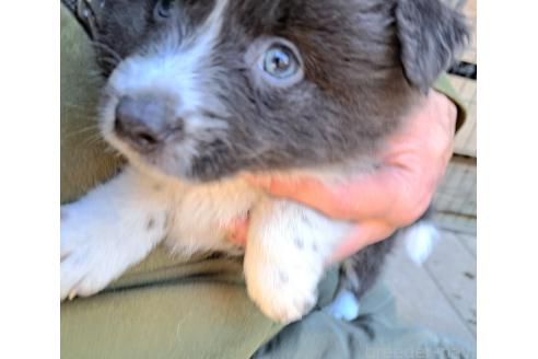 販売中の千葉県のミックス犬-388041の12枚目