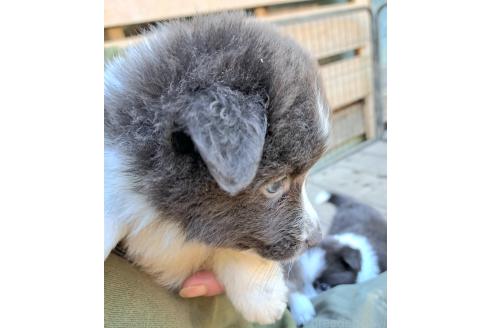 販売中の千葉県のミックス犬-388041の11枚目