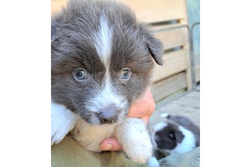 販売中の千葉県のミックス犬-388041の9枚目