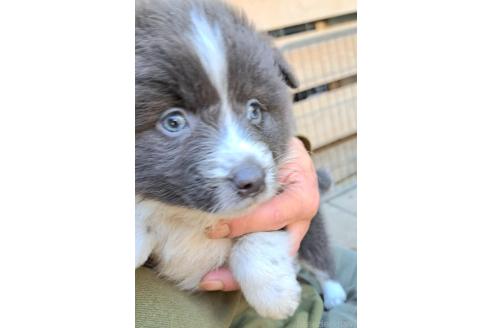 販売中の千葉県のミックス犬-388041の8枚目