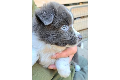 販売中の千葉県のミックス犬-388041の6枚目