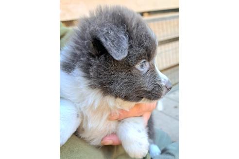 販売中の千葉県のミックス犬-388041の5枚目