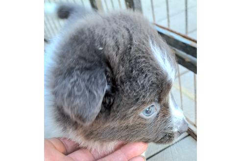 販売中の千葉県のミックス犬-388041の3枚目