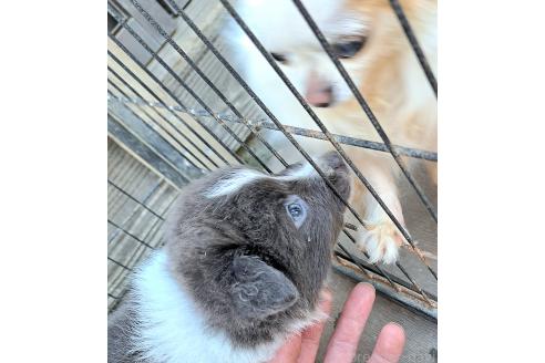 販売中の千葉県のミックス犬-388041の2枚目