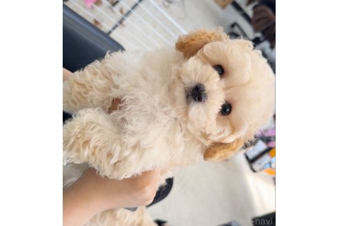 販売中の兵庫県のティーカッププードル-376351