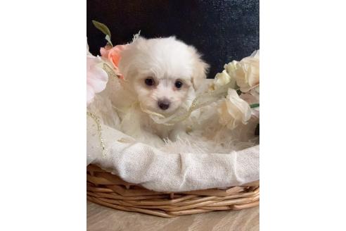 販売中の岐阜県のミックス犬-391557の7枚目