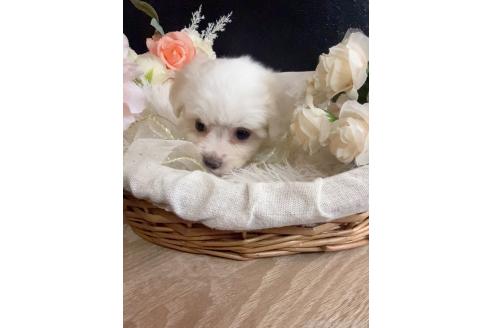 販売中の岐阜県のミックス犬-391557の6枚目