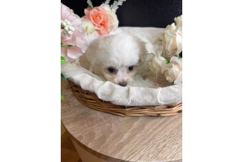 販売中の岐阜県のミックス犬-391557の5枚目
