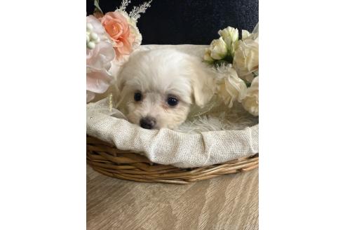 販売中の岐阜県のミックス犬-391557の4枚目