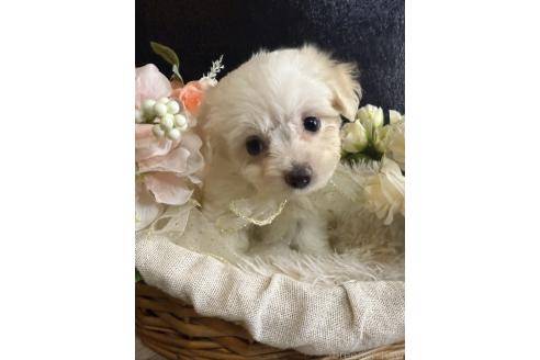 販売中の岐阜県のミックス犬-391557の3枚目