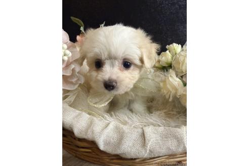 販売中の岐阜県のミックス犬-391557の2枚目