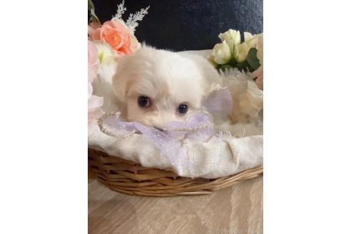 販売中の岐阜県のミックス犬-391561の7枚目