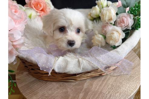 販売中の岐阜県のミックス犬-391561の5枚目