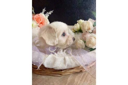 販売中の岐阜県のミックス犬-391561の4枚目
