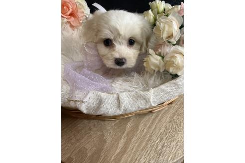 販売中の岐阜県のミックス犬-391561の2枚目