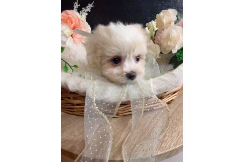販売中の岐阜県のミックス犬-391564の9枚目