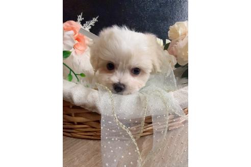 販売中の岐阜県のミックス犬-391564の8枚目