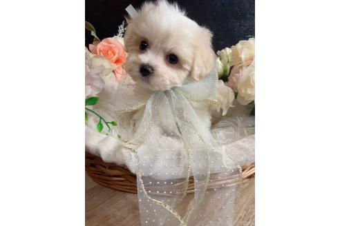 販売中の岐阜県のミックス犬-391564の7枚目