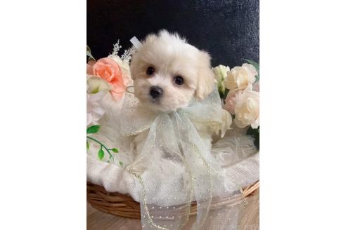 販売中の岐阜県のミックス犬-391564の6枚目