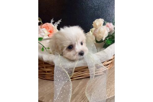 販売中の岐阜県のミックス犬-391564の5枚目