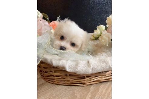 販売中の岐阜県のミックス犬-391564の3枚目