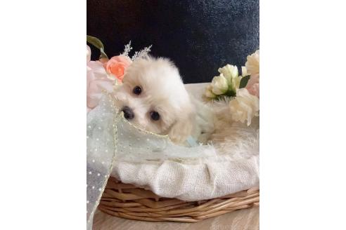 販売中の岐阜県のミックス犬-391564の2枚目