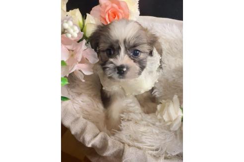 販売中の岐阜県のミックス犬-391567の10枚目