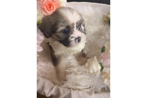 販売中の岐阜県のミックス犬-391567の9枚目