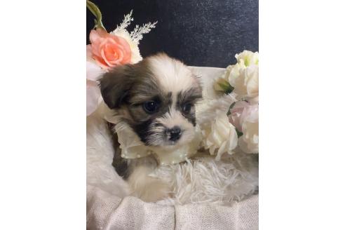 販売中の岐阜県のミックス犬-391567の7枚目