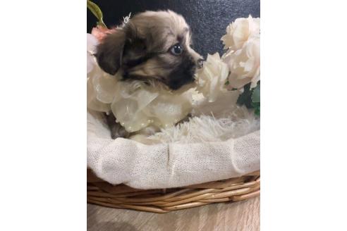 販売中の岐阜県のミックス犬-391567の6枚目