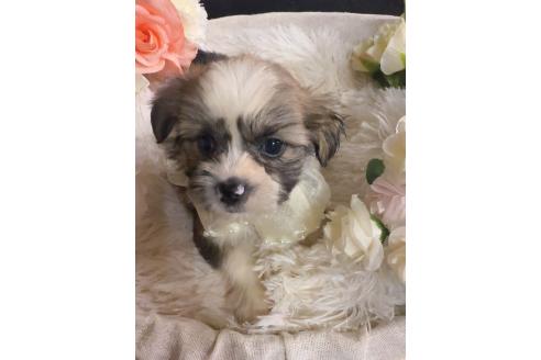 販売中の岐阜県のミックス犬-391567の5枚目