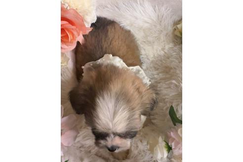販売中の岐阜県のミックス犬-391567の4枚目