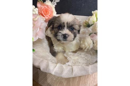 販売中の岐阜県のミックス犬-391567の3枚目
