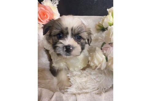 販売中の岐阜県のミックス犬-391567の2枚目