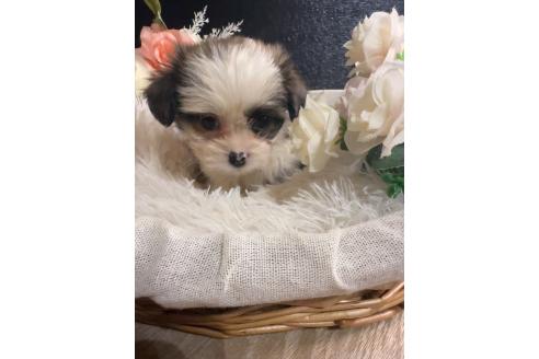 販売中の岐阜県のミックス犬-391576の7枚目