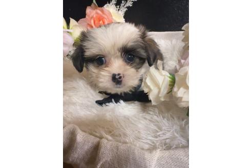 販売中の岐阜県のミックス犬-391576の5枚目