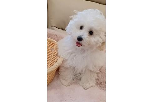 販売中の三重県のトイプードル-371724の1枚目