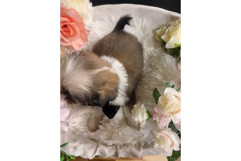 販売中の岐阜県のミックス犬-391576の4枚目