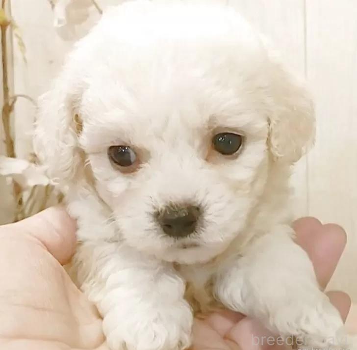 販売中の愛知県のビションフリーゼ-391571の6枚目