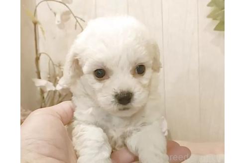 販売中の愛知県のビションフリーゼ-391571の5枚目