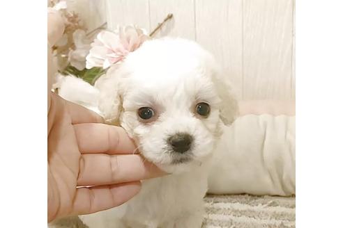 販売中の愛知県のビションフリーゼ-391571の4枚目