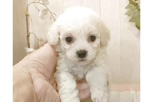 販売中の愛知県のビションフリーゼ-391571の2枚目