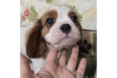 販売中の神奈川県のキャバリアキングチャールズスパニエル-382220