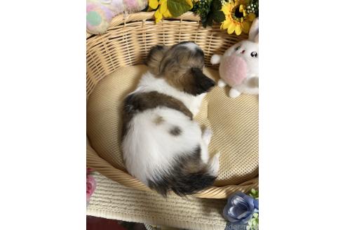 販売中の福岡県のチワワ(ロングコート)-390242の2枚目