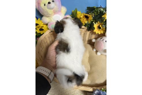 販売中の福岡県のチワワ(ロングコート)-390237の2枚目
