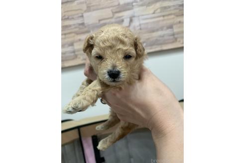 販売中の愛知県のタイニープードル-391583の6枚目